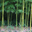 bambus in English