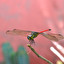 Dragonfly in inglese