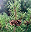 limb in polacco