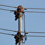 elektryka Tedesco