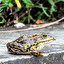 frog in Russian