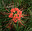 Florystyka