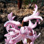 Hyacinth Englisch